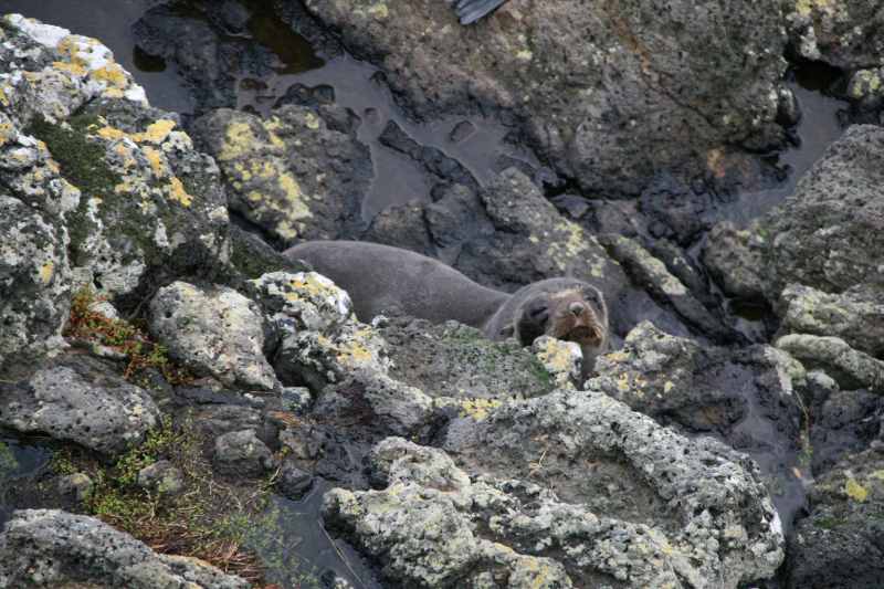 Nieuw-Zeeland 2011 - 1987